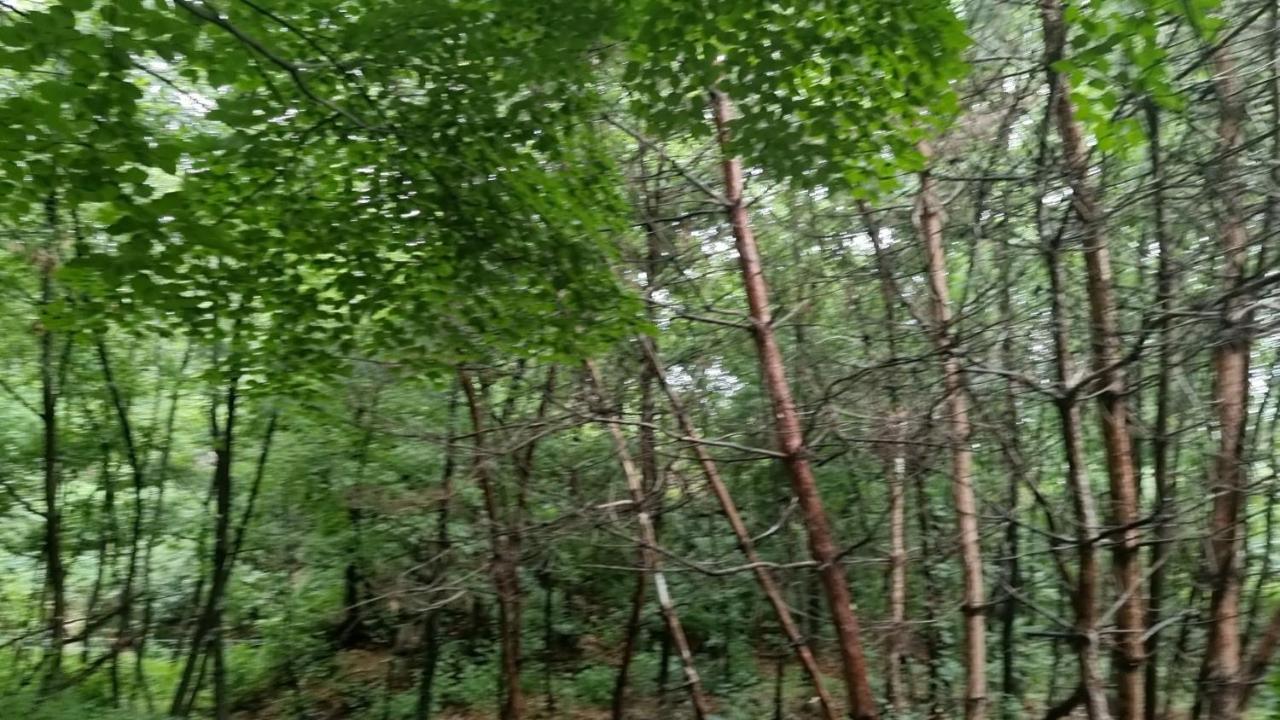 Urban Forest House * Seoul